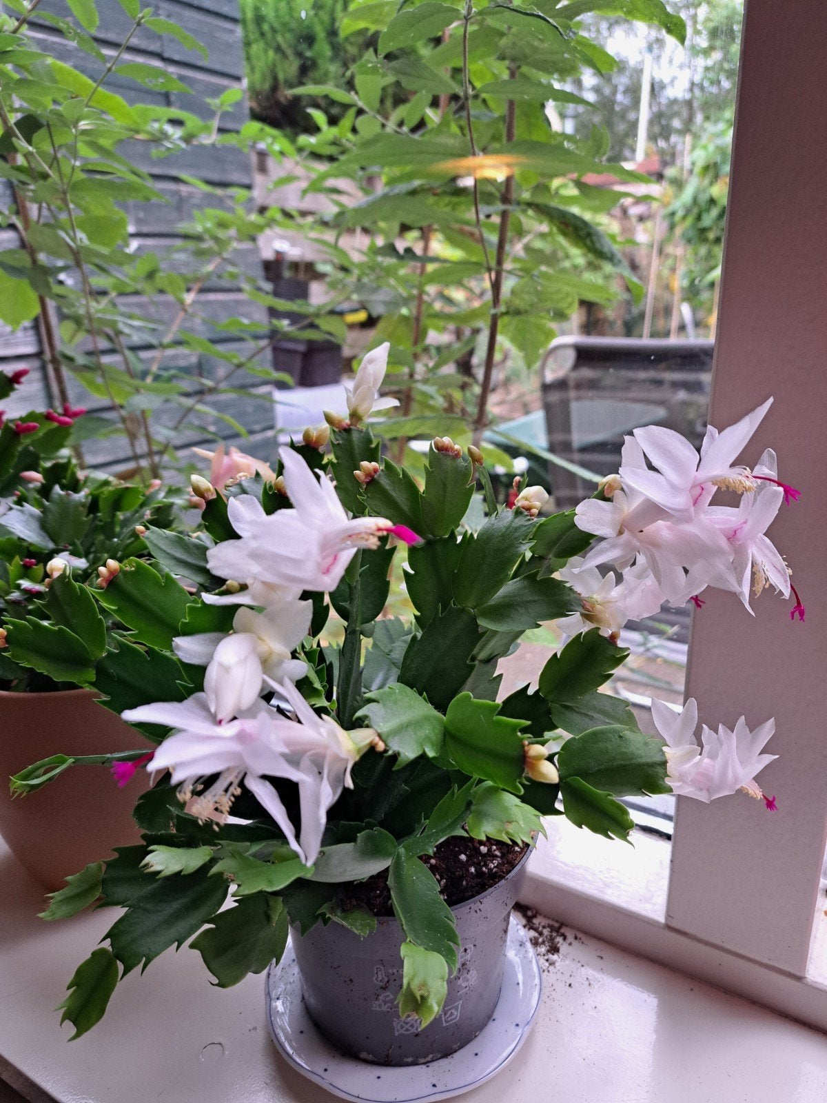 Schlumbergera truncata powder snow stekjes (onbeworteld), Overige soorten, Vaste plant, Ophalen of Verzenden, Halfschaduw