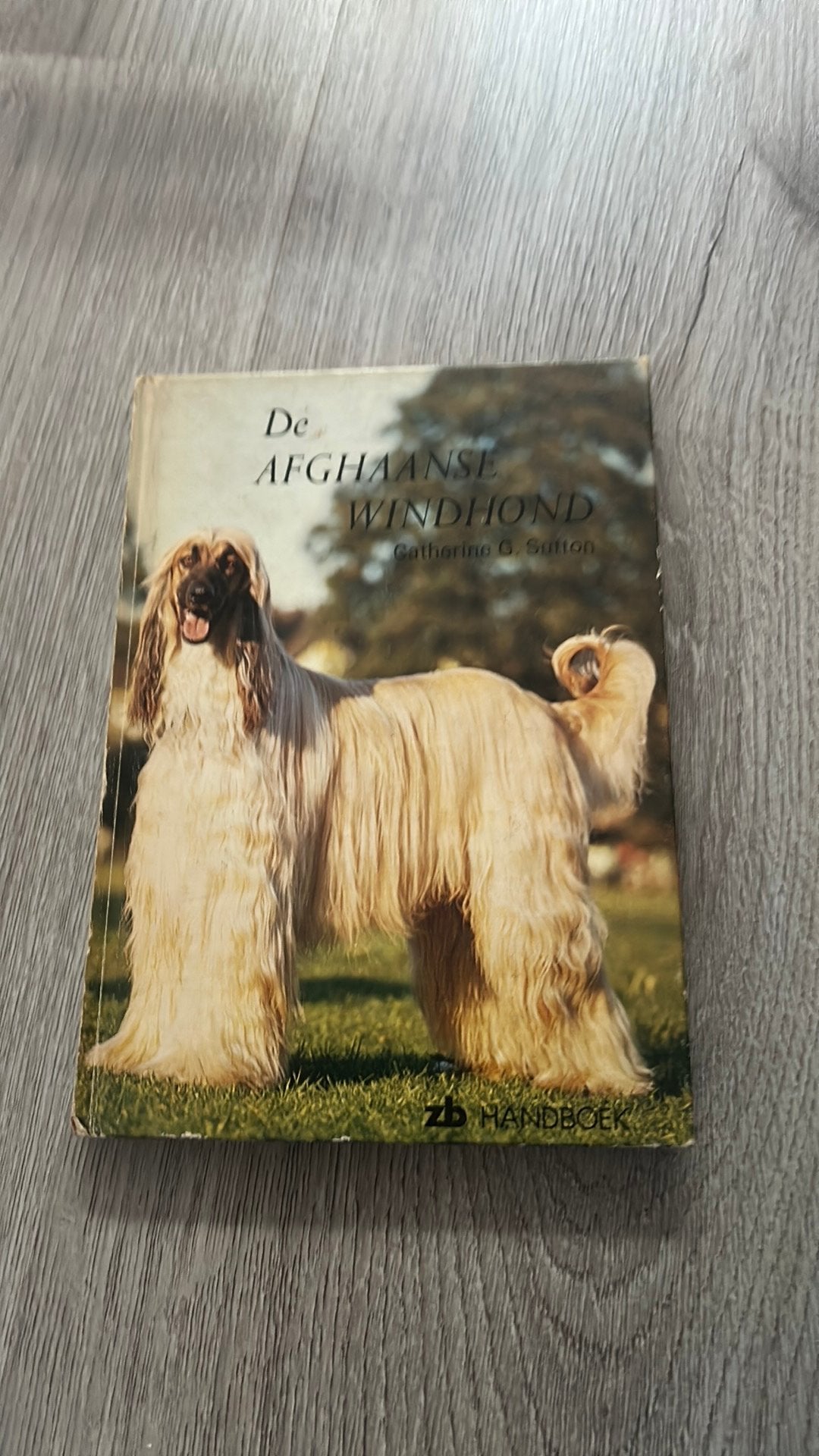 Afgaanse windhond, Ophalen of Verzenden