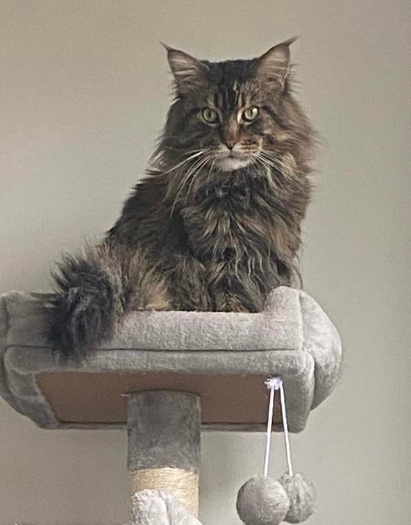 Maine Coon dekkater met stamboom voor buitendekking