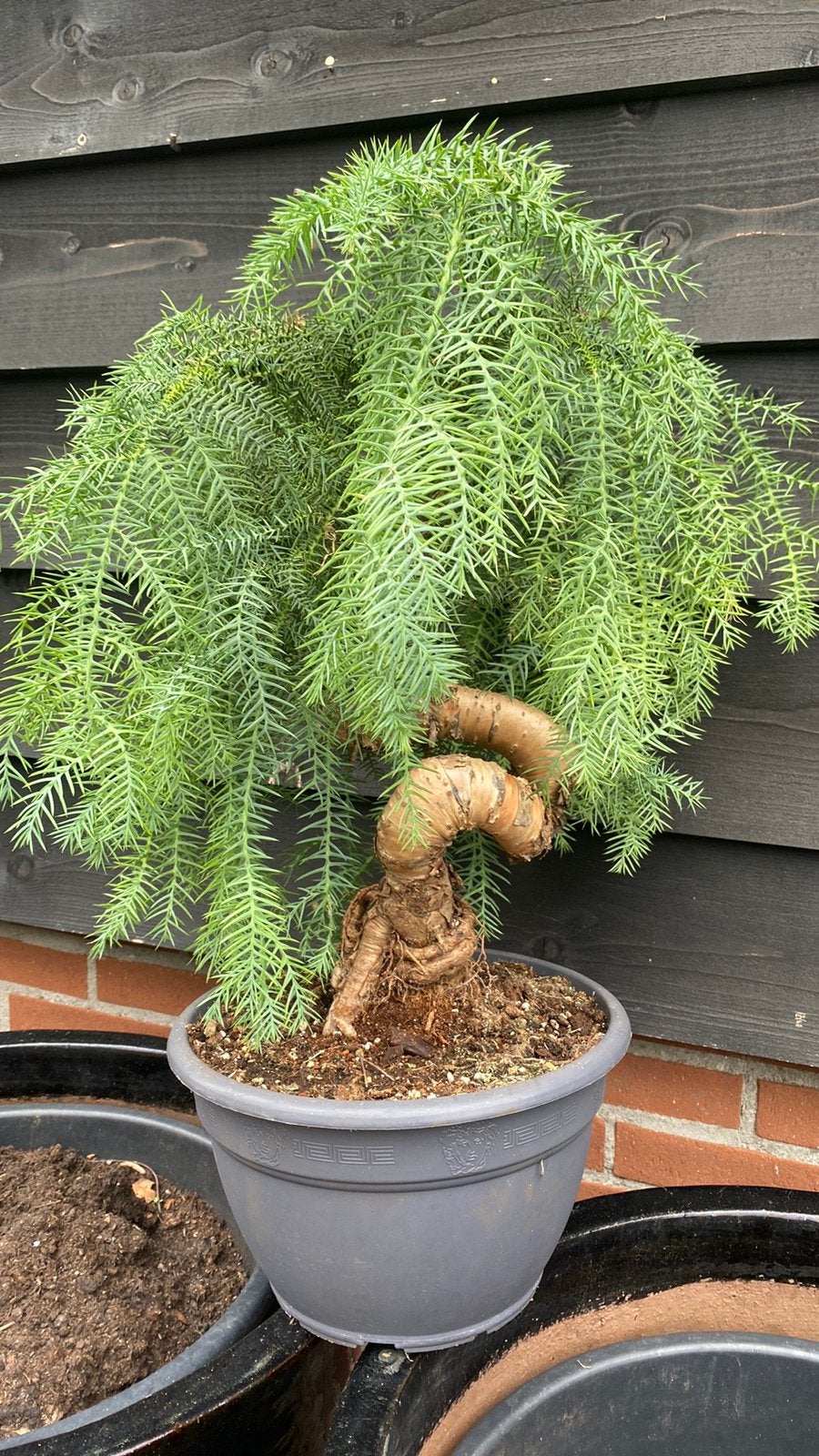 2 Araucaria bidwilli  sinensis bonsai, Bloeit niet, Halfschaduw, Overige soorten, Minder dan 100 cm