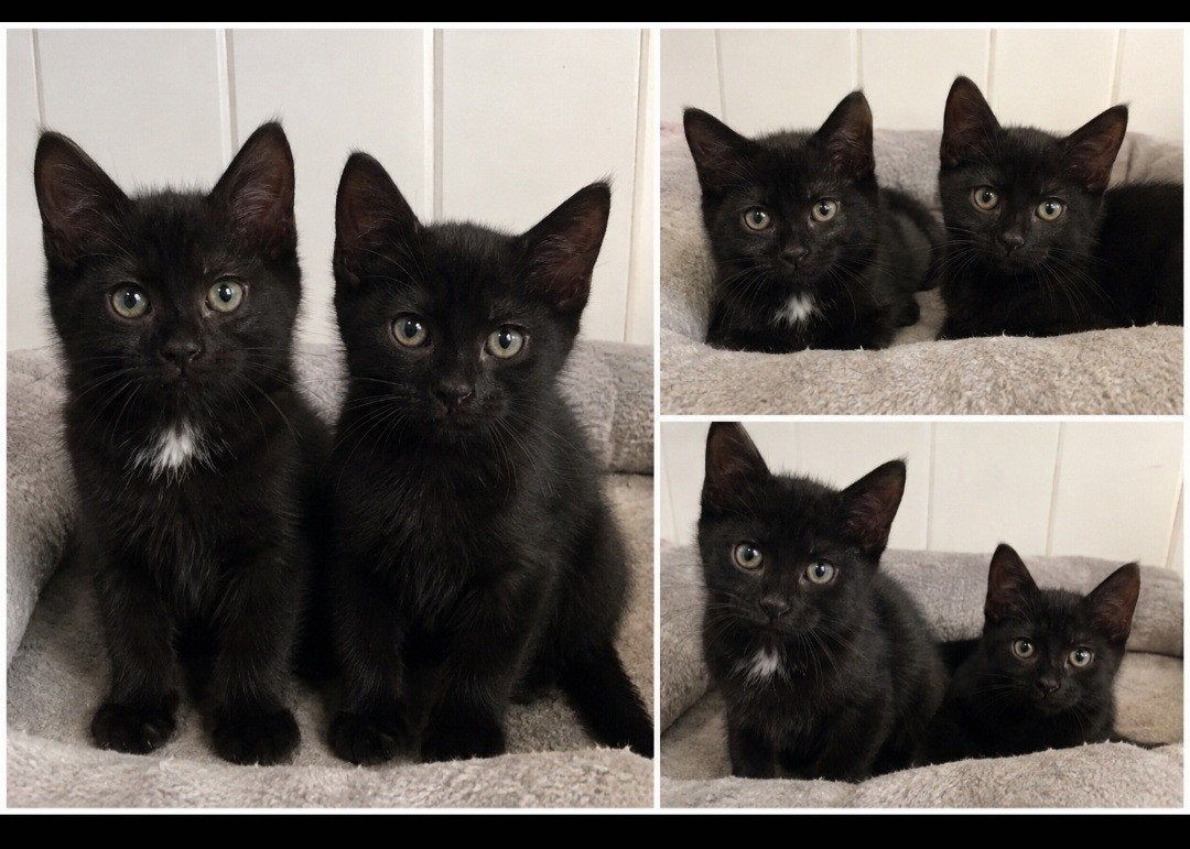Laatste 2 kittens ( kruising europesche en britsee korthaar), Dieren en Toebehoren