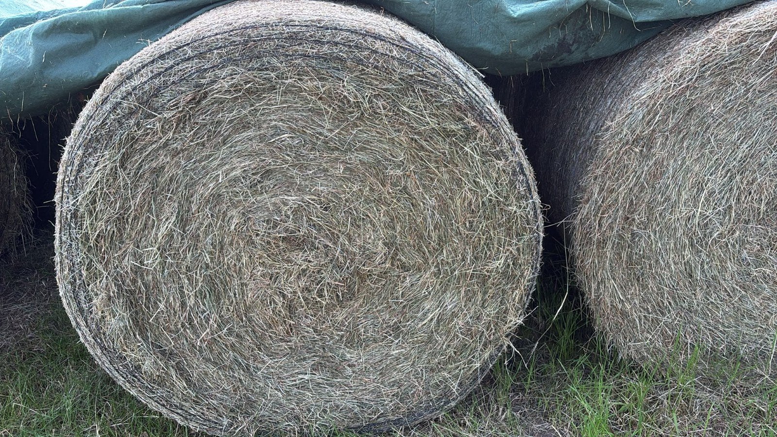 Ronde balen hooi - perfect voor paarden, Ophalen of Verzenden, Vee