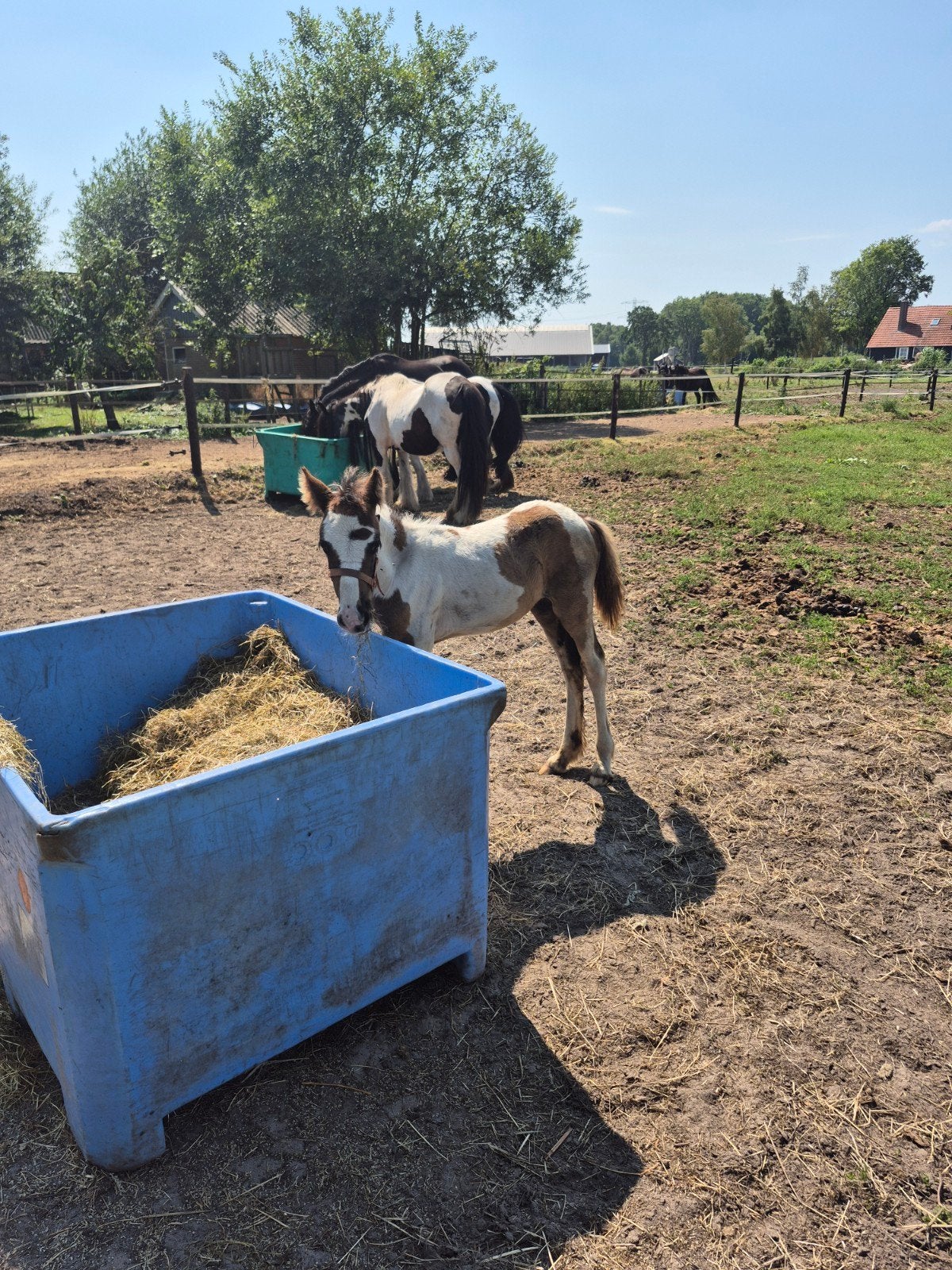 zie omschrijving, Dieren en Toebehoren, Stalling en Weidegang
