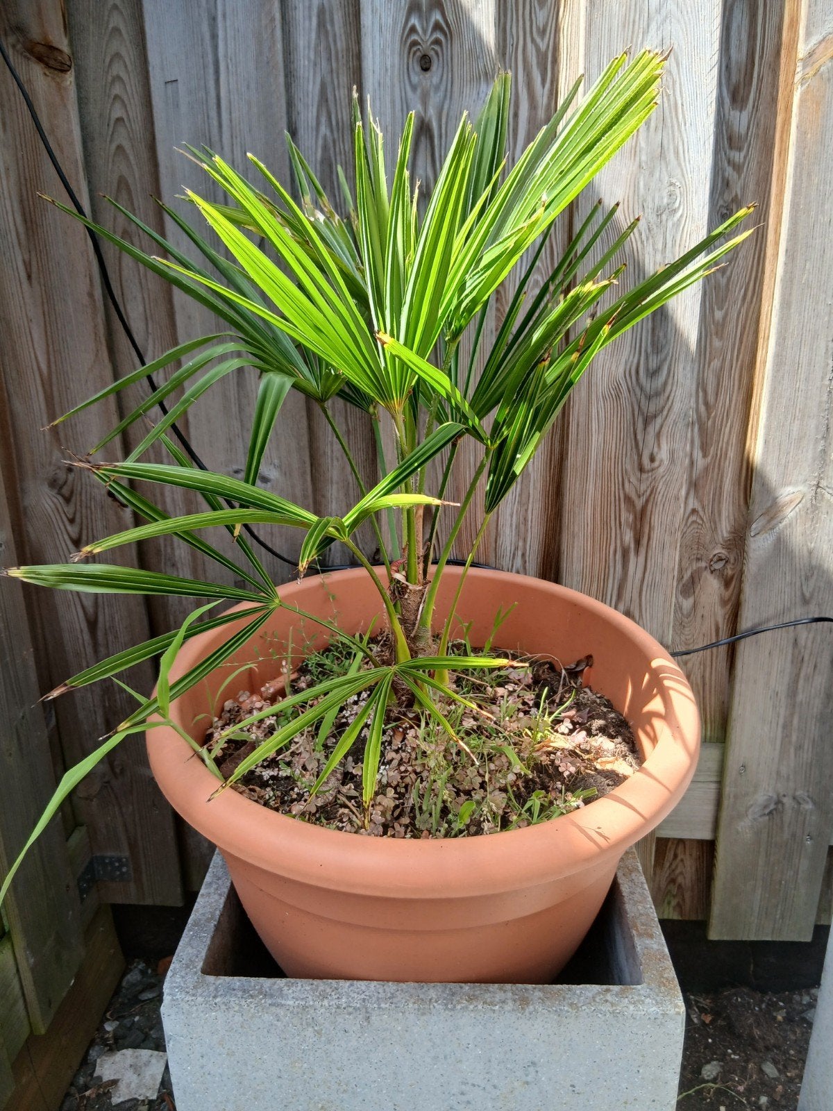 Palmboom 40 cm hoog inclusief pot, Ophalen, Bloeit niet, Overige soorten, Volle zon