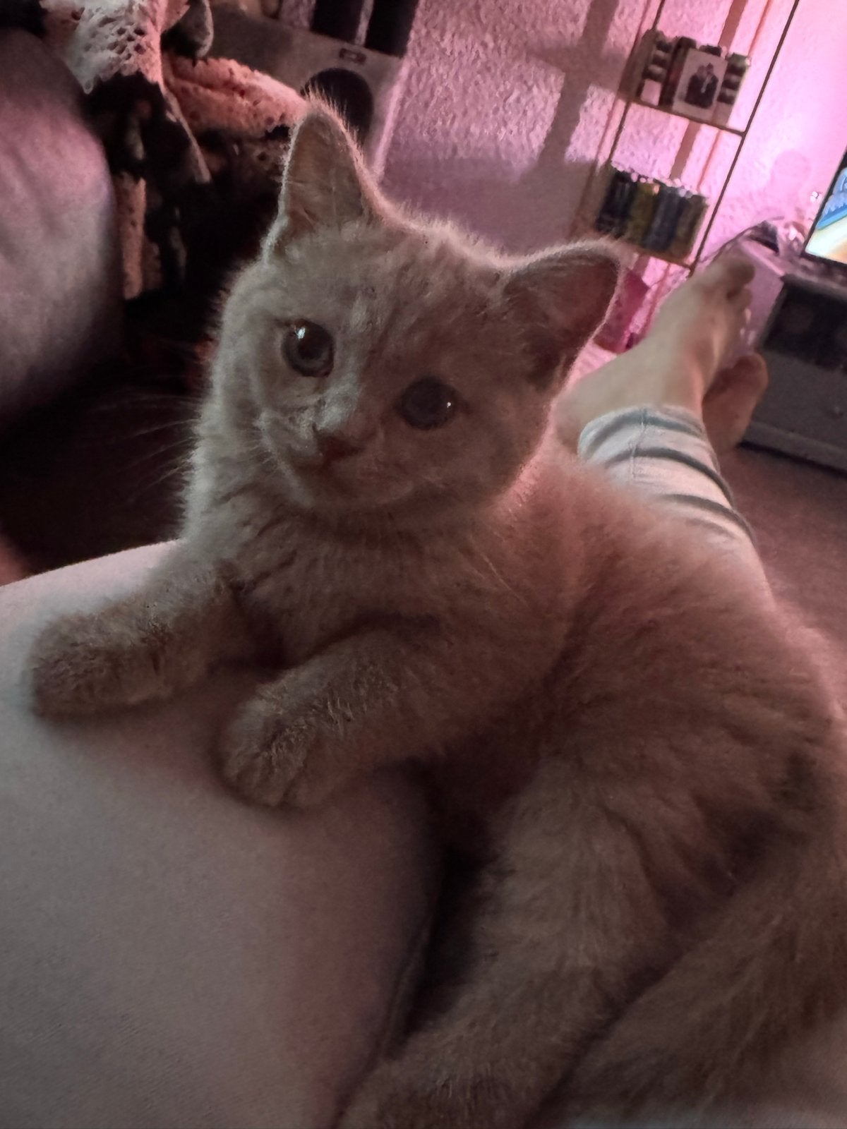 Britse korthaar kittens lilac en witte nog 2 Beschikbaar !, Dieren en Toebehoren, Katten en Kittens | Overige Katten, Poes