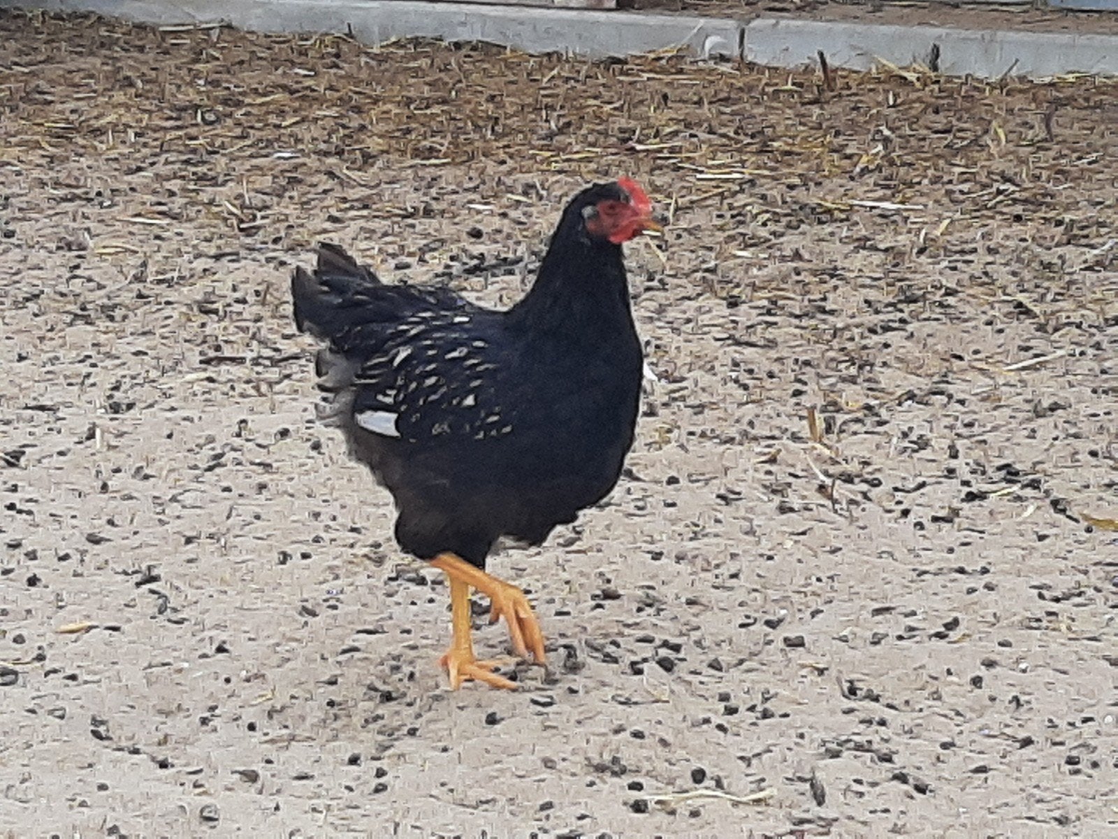 Barnevelder kippen, Dieren en Toebehoren, Vrouwelijk, Kip