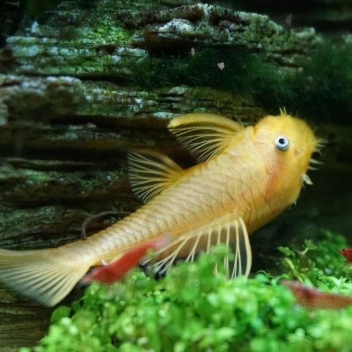 L-144 Ancistrus cf. cirrhosus, Vis