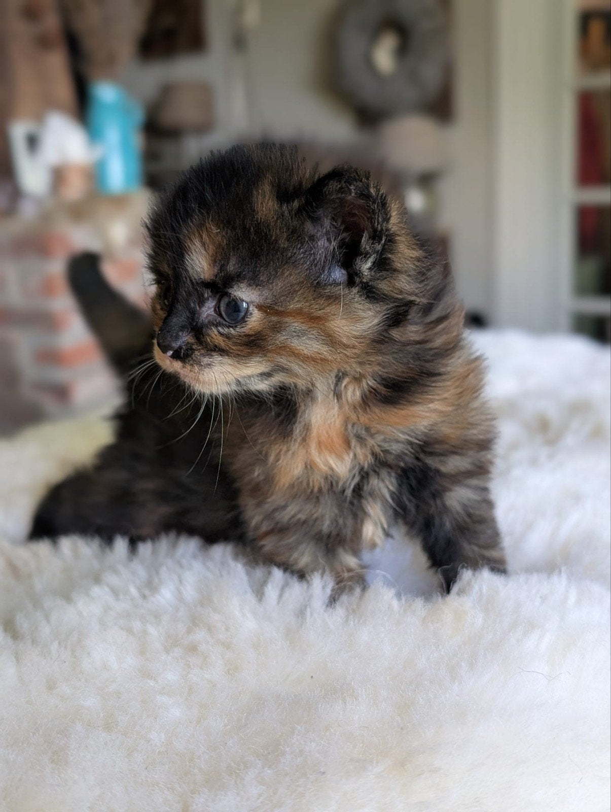 5 mooie kittens , moeder Maine Coon/ Europese korthaar, Dieren en Toebehoren, Meerdere dieren, Langharig, 0 tot 2 jaar