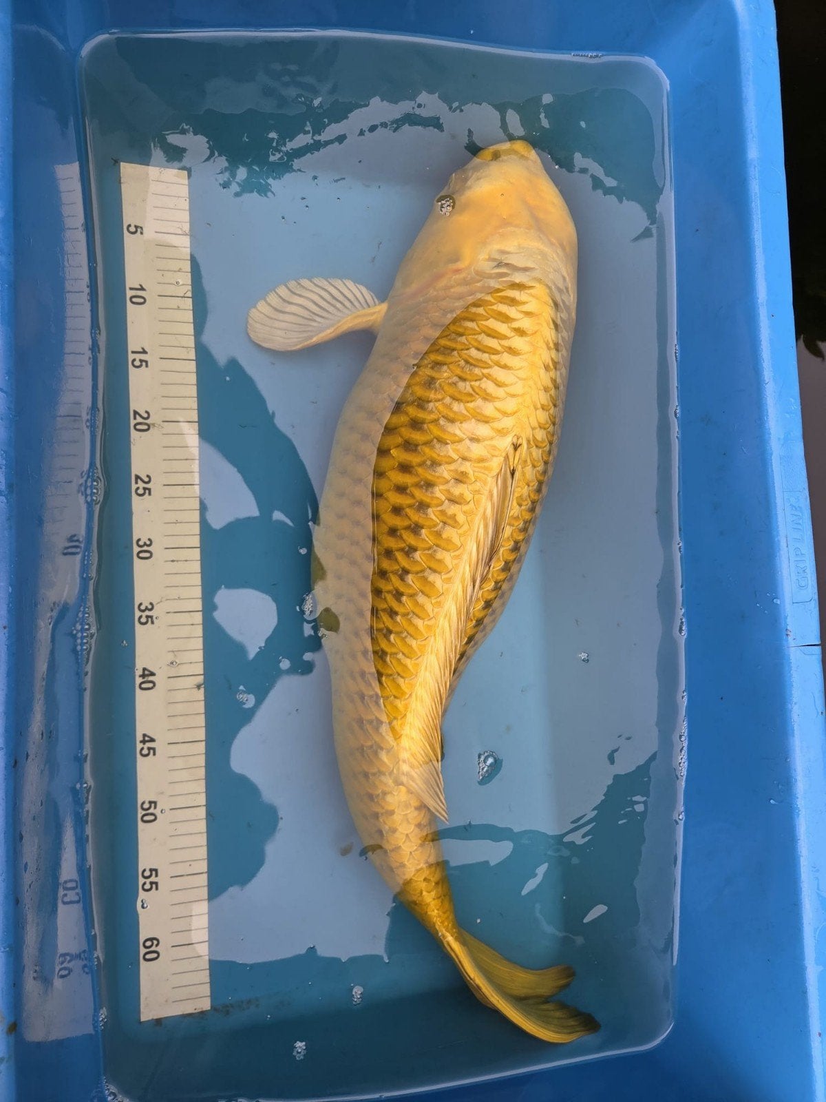 Japanse Yamabuki Ogon 72-75 cm, Dieren en Toebehoren, Vissen | Vijvervissen