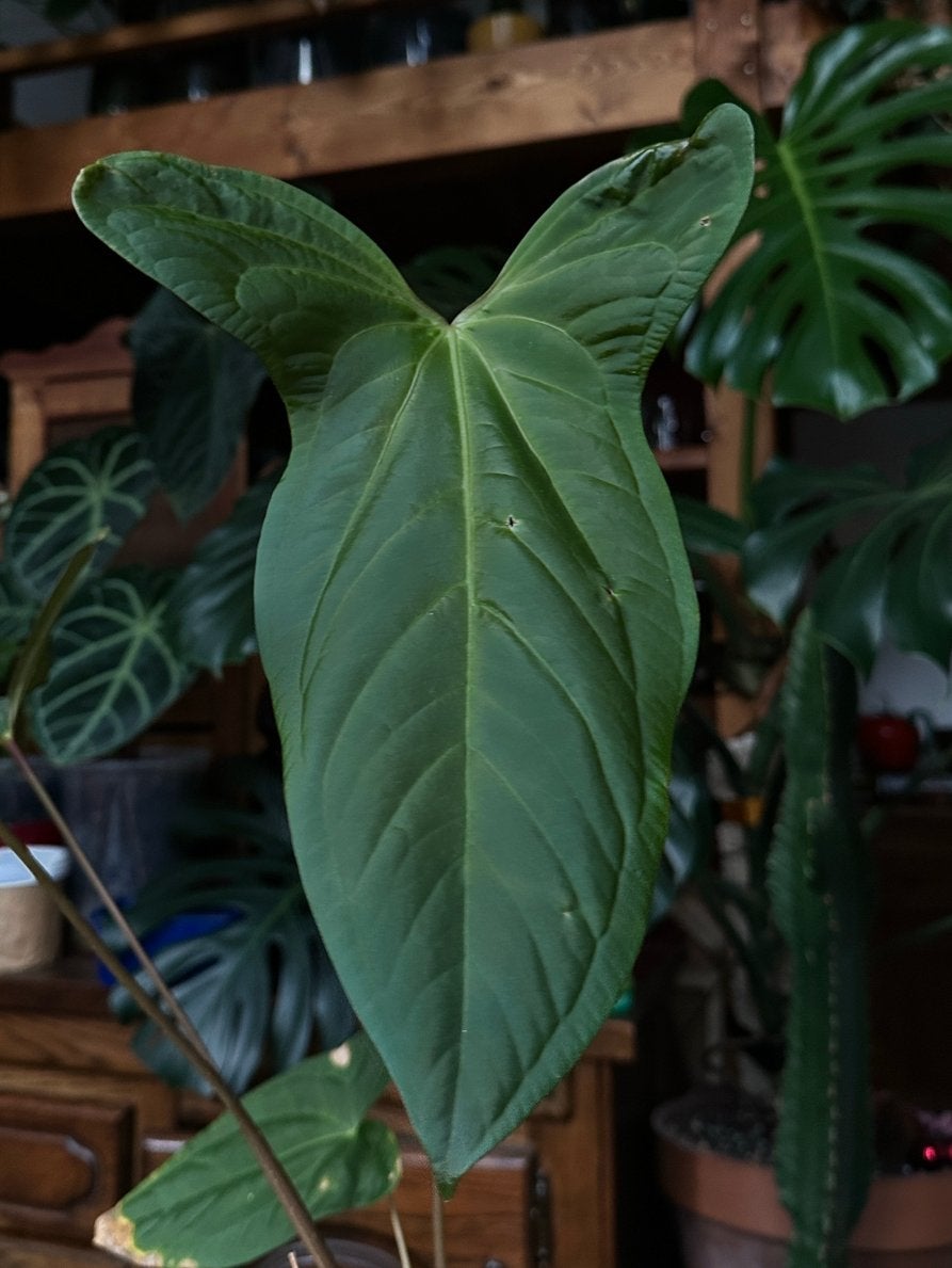 Anthurium papillilaminum Ruby x pinkleyi (stek), Ophalen, Halfschaduw, Minder dan 100 cm