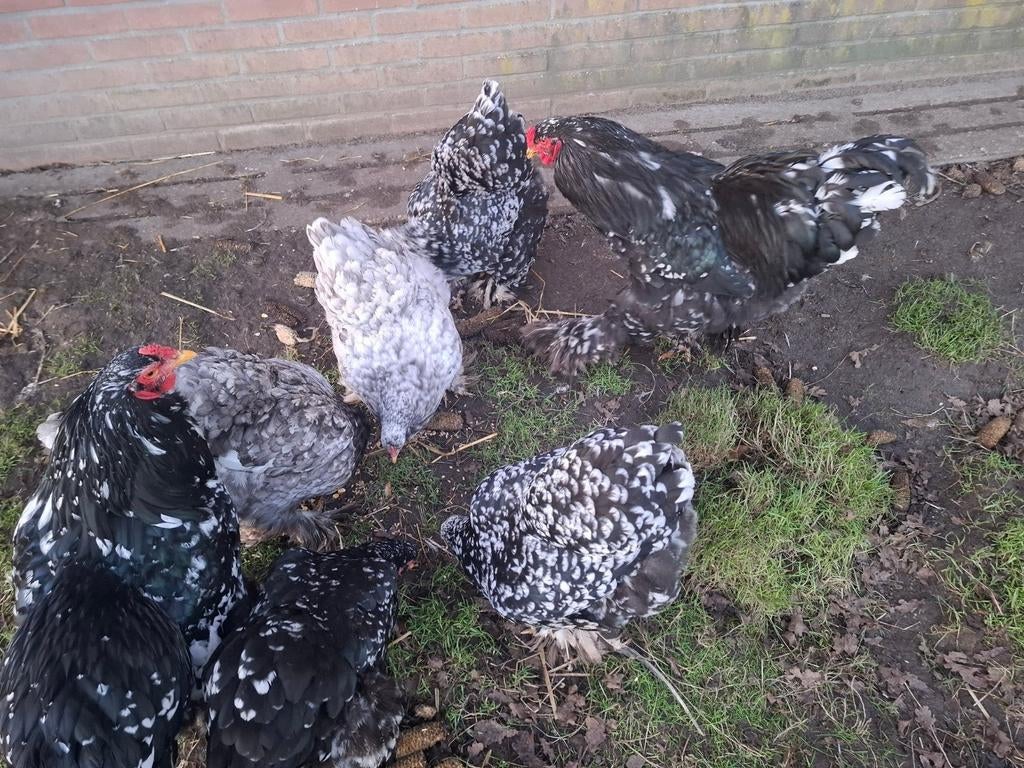 Broedeieren brahma zwart/blauw wit gepareld, Dieren en Toebehoren, Pluimvee, Kip