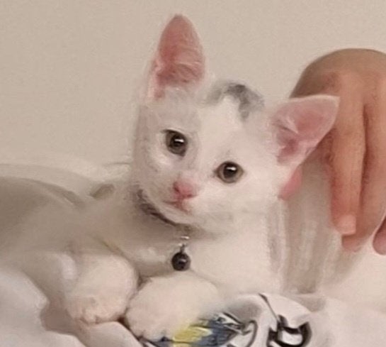 Kitten, 0 tot 2 jaar