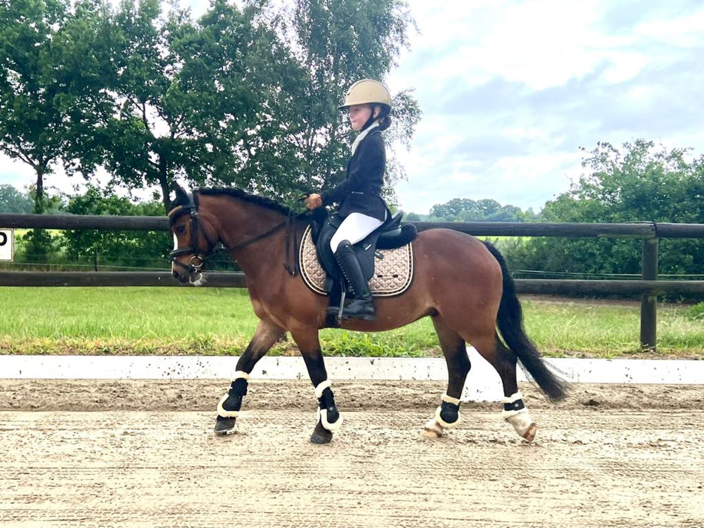 De perfecte bixiepony: veel ervaring en knappe verschijning!, Dieren en Toebehoren, Paarden, Minder dan 160 cm, Ruin, 11 jaar of ouder
