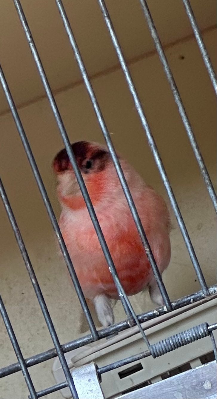 Goede gezond rode kanarie pop, Vrouwelijk, Kleurkanarie