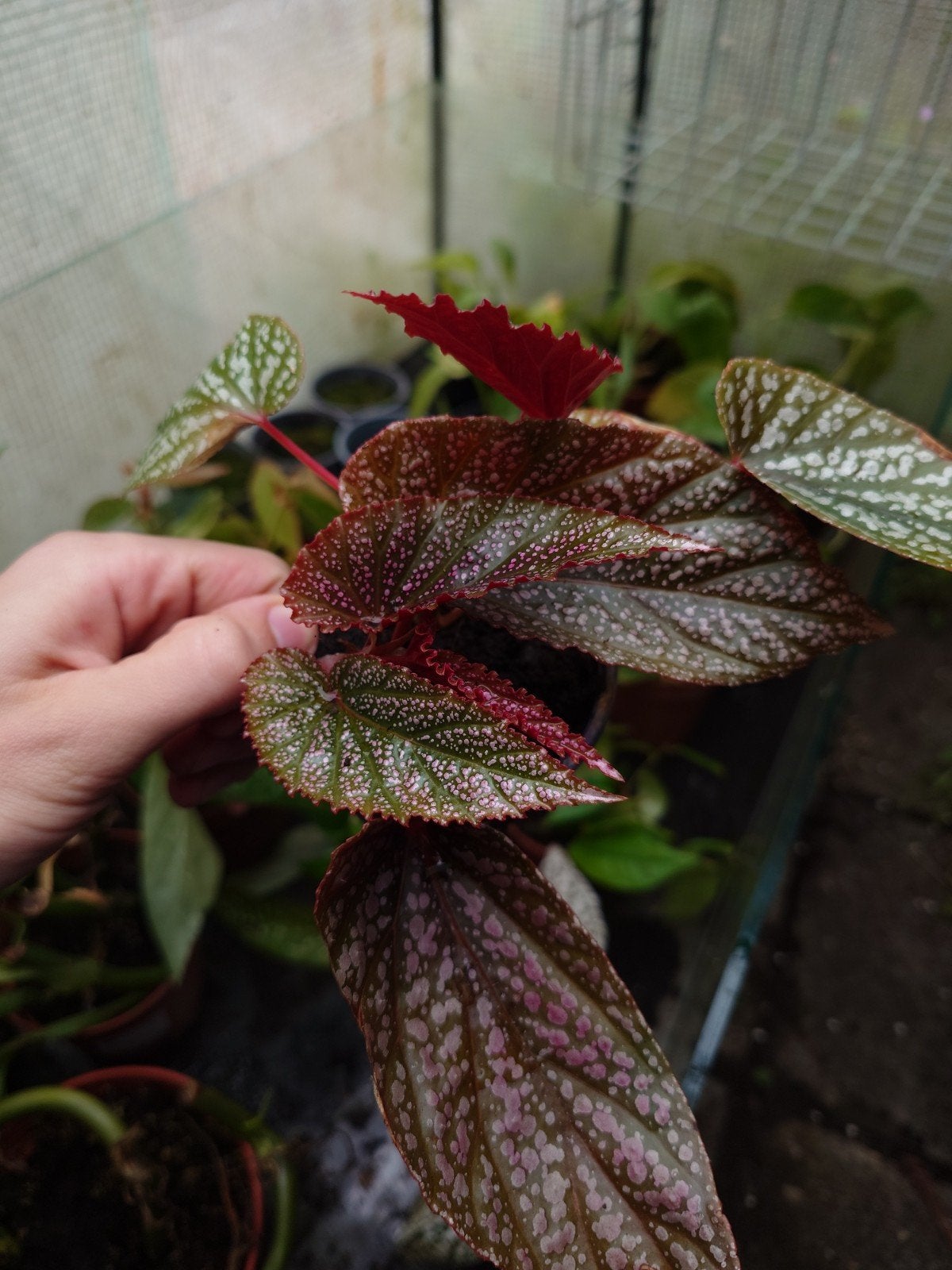 Diverse planten voor terrarium en paludarium, Ophalen of Verzenden, Nieuw
