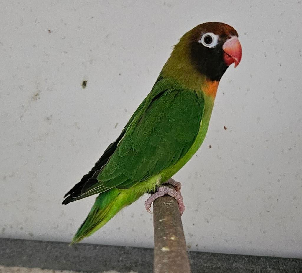 1-1 Agapornis nigrigenis, Dieren en Toebehoren, Vogels | Parkieten en Papegaaien, Meerdere dieren, Dwergpapegaai of Agapornis