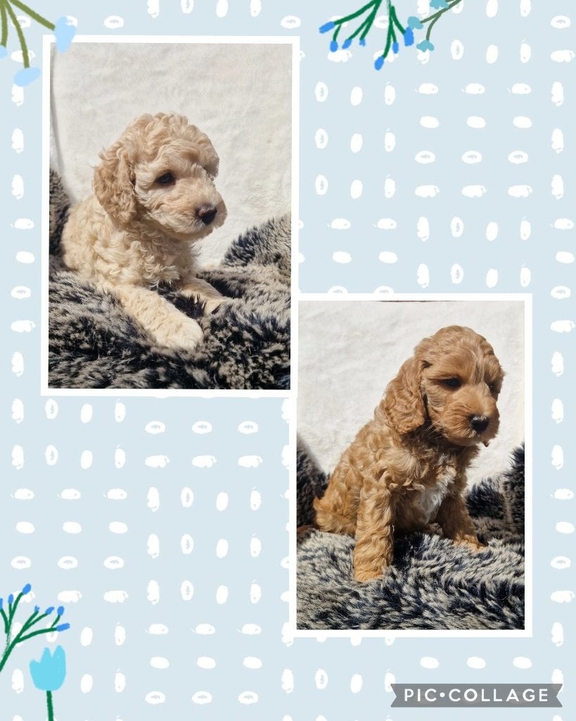Australian labradoodle alf2 pups, Parvo, Overige rassen, 8 tot 15 weken, Meerdere