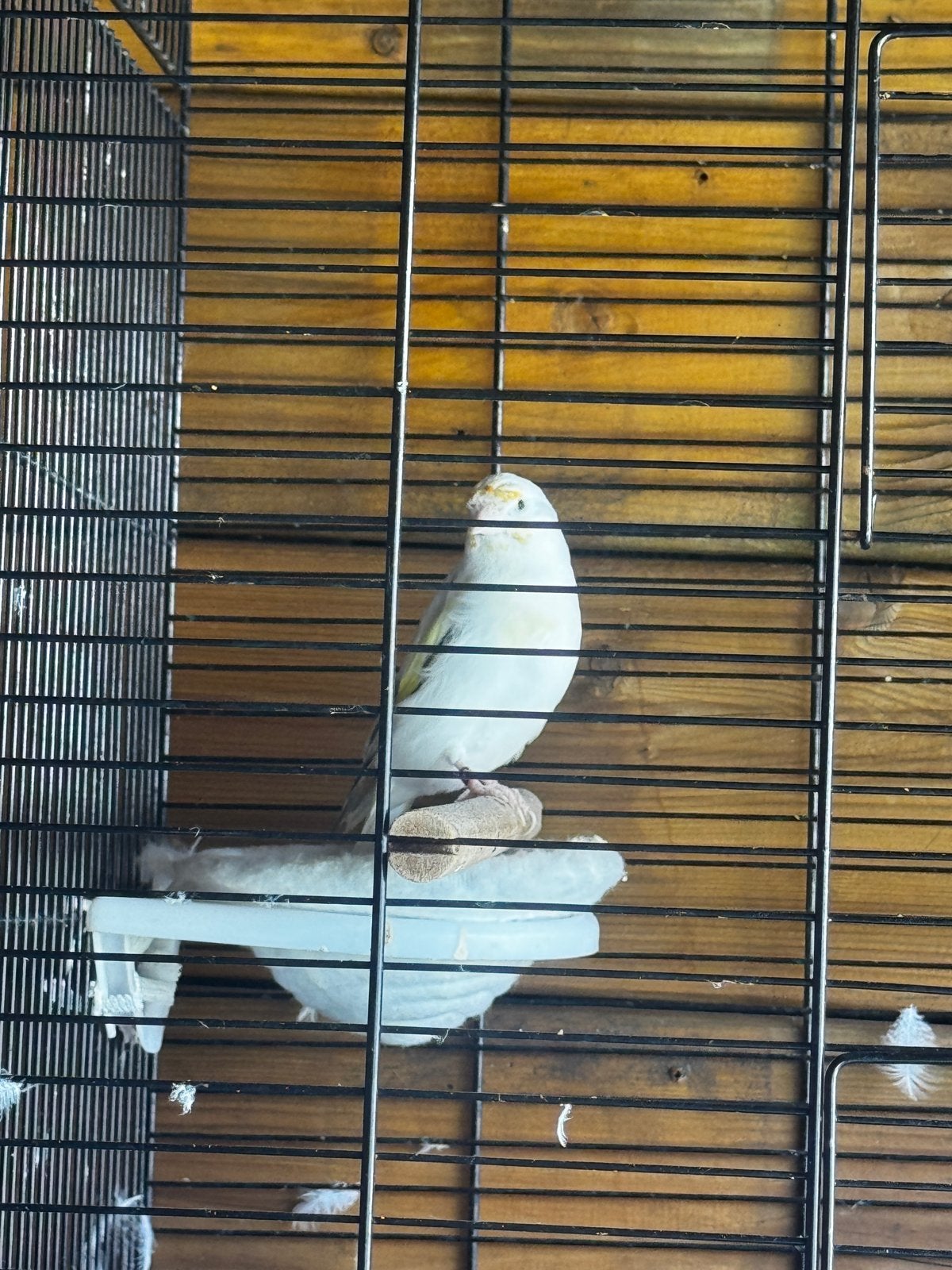 Female Goldfinch for Sale, Meerdere dieren