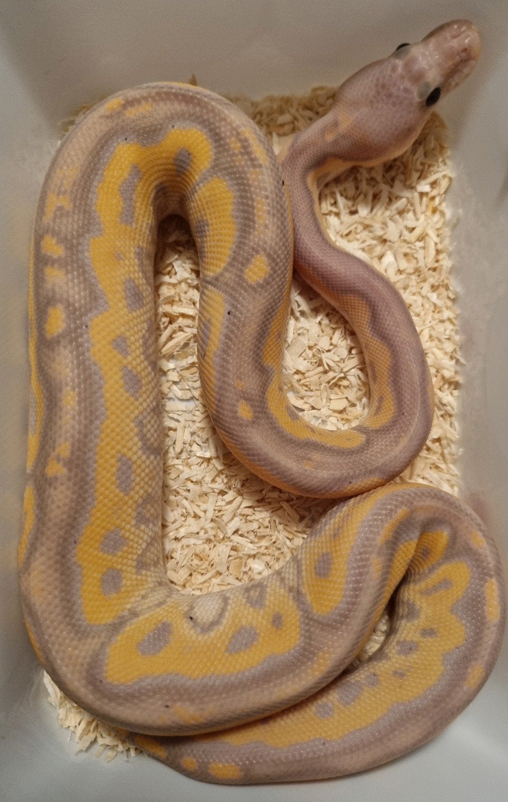 1.0 banana black pastel od spotnose clown koningspython