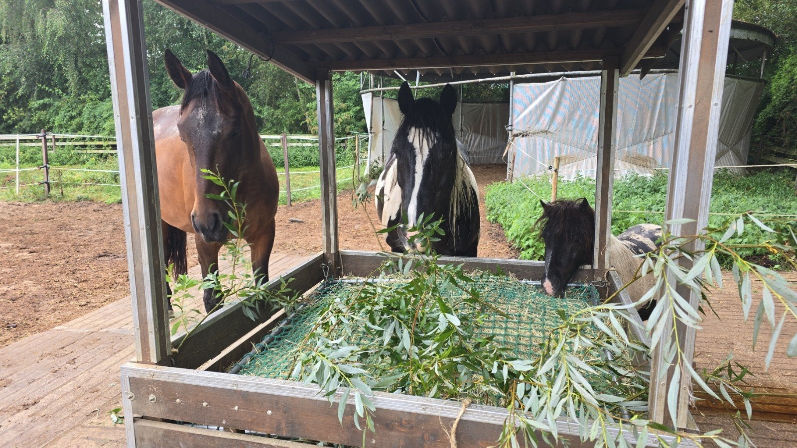 24/7 stalling/weidegang buiten te Silvolde met rijbak!, Dieren en Toebehoren, Weidegang