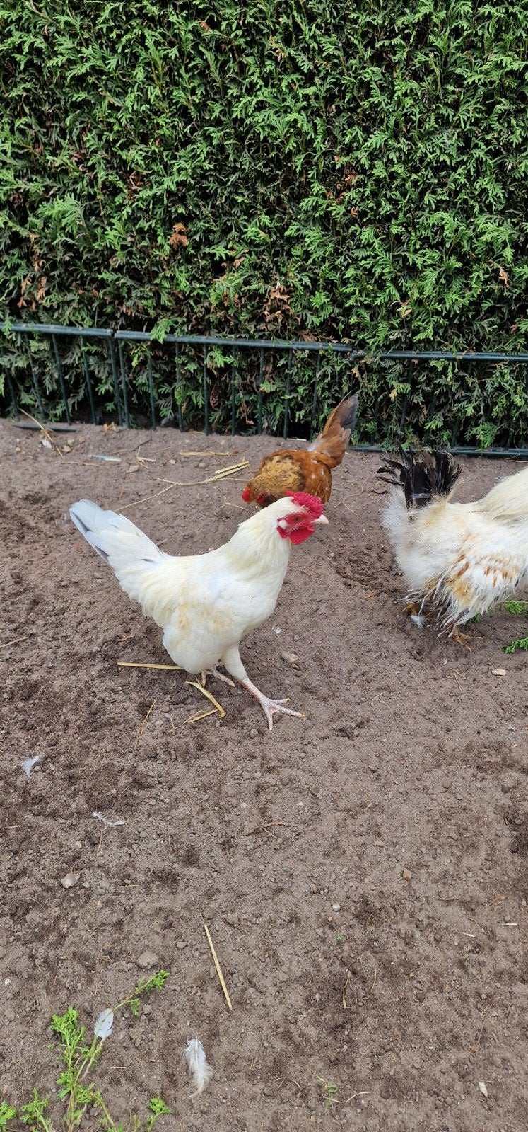 serama haan, Dieren en Toebehoren, Pluimvee, Mannelijk, Kip