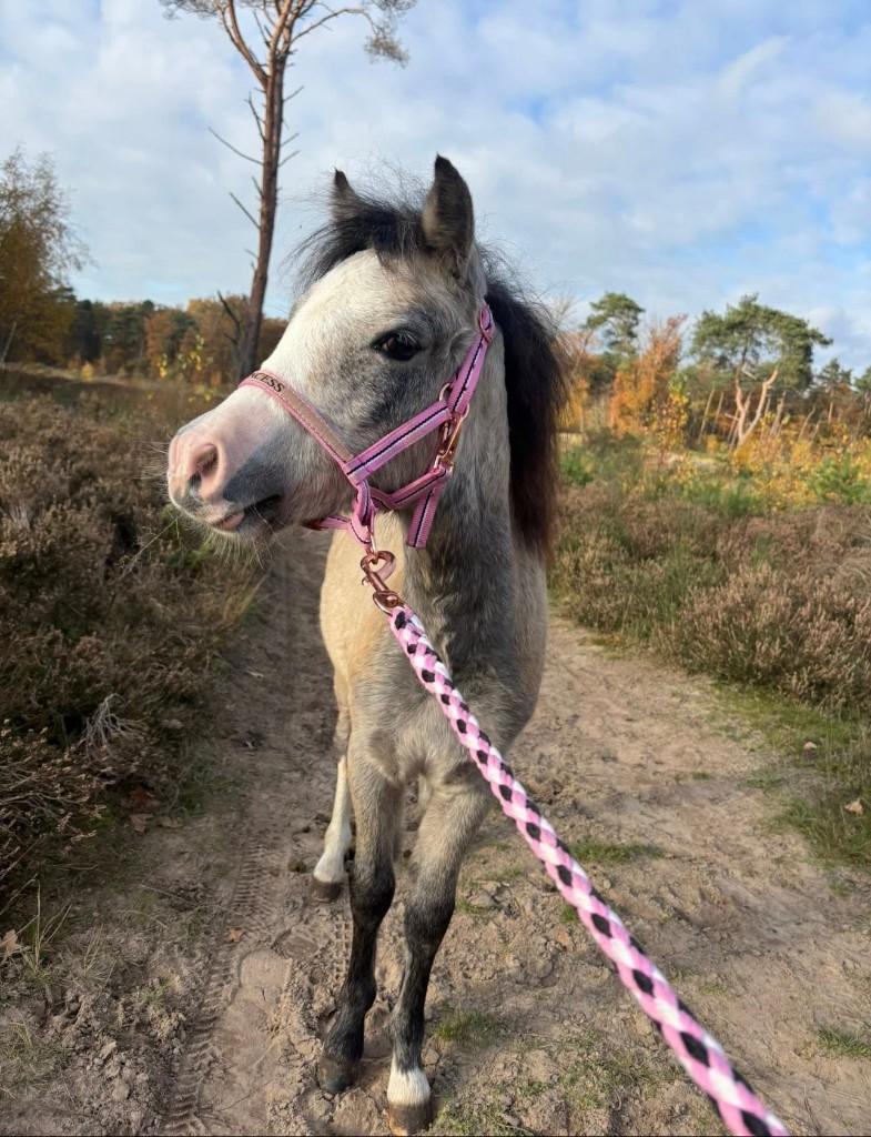 Knappe Welsh A jaarling merrie, Dieren en Toebehoren, Pony's, Merrie, Met stamboom, Niet van toepassing, 0 tot 2 jaar