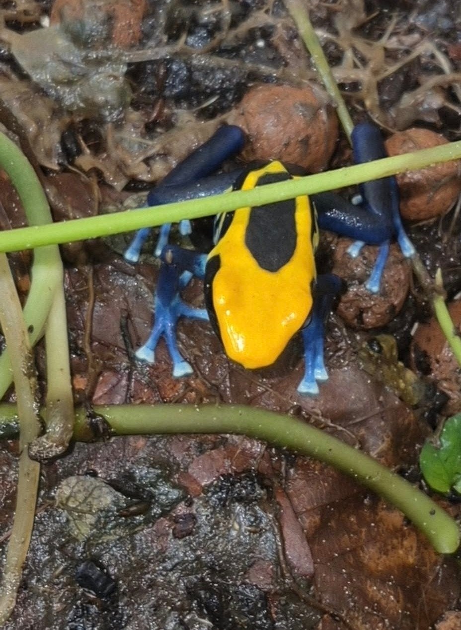 dendrobates tinctorius Brazil, Dieren en Toebehoren, Reptielen en Amfibieën, Amfibie, 0 tot 2 jaar