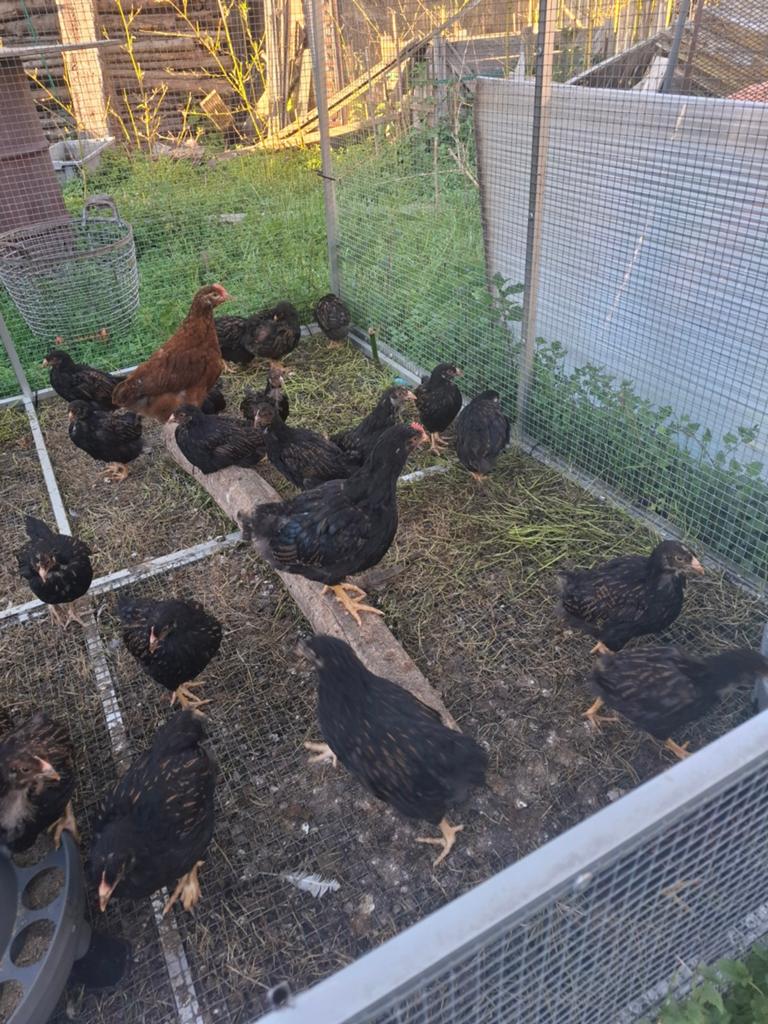 Barnevelder  kippen, Dieren en Toebehoren, Pluimvee, Meerdere dieren, Kip