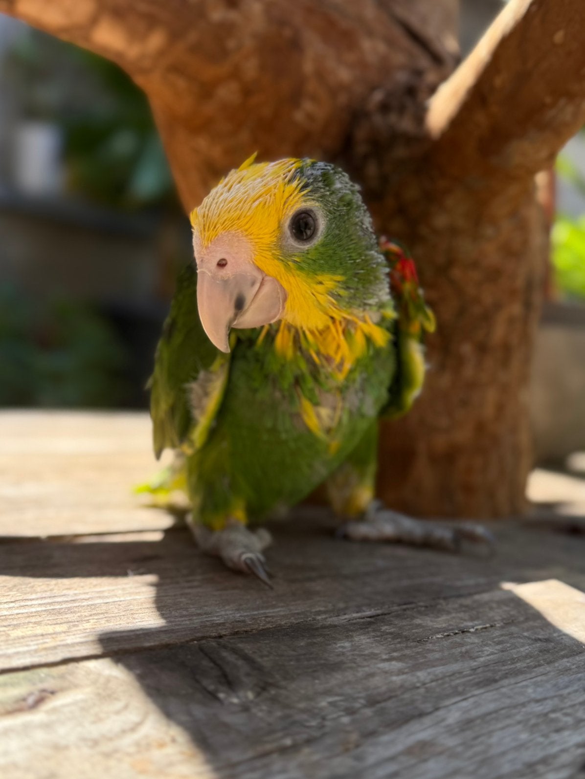 Baby Dubbele Geelkop Amazone | handtam, Dieren en Toebehoren, Mannelijk, Papegaai, Pratend