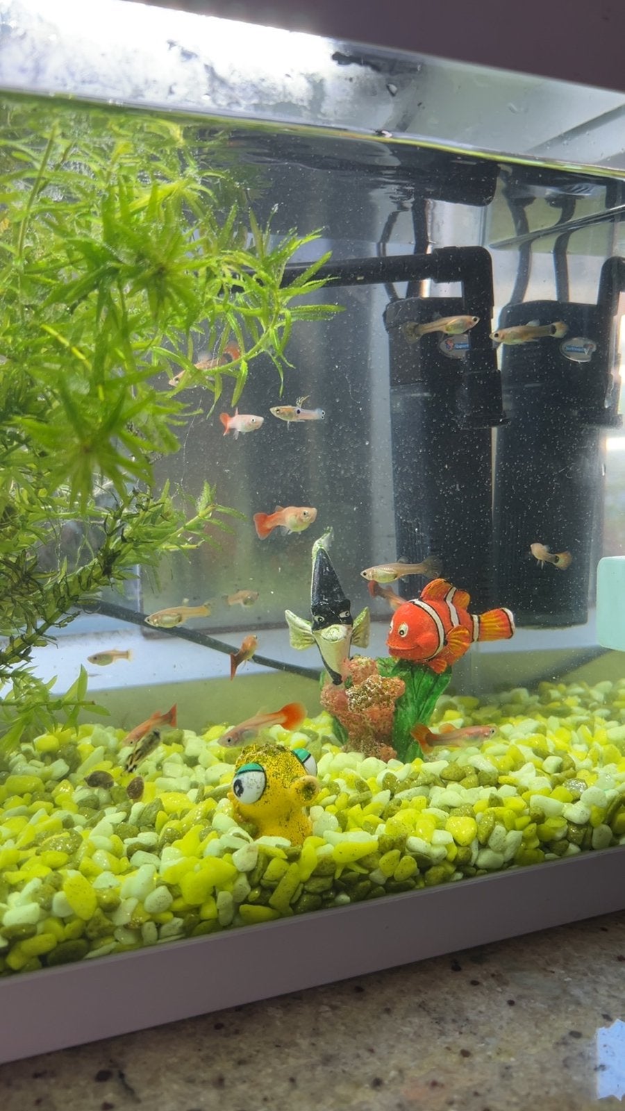 Guppies te koop!, Vis