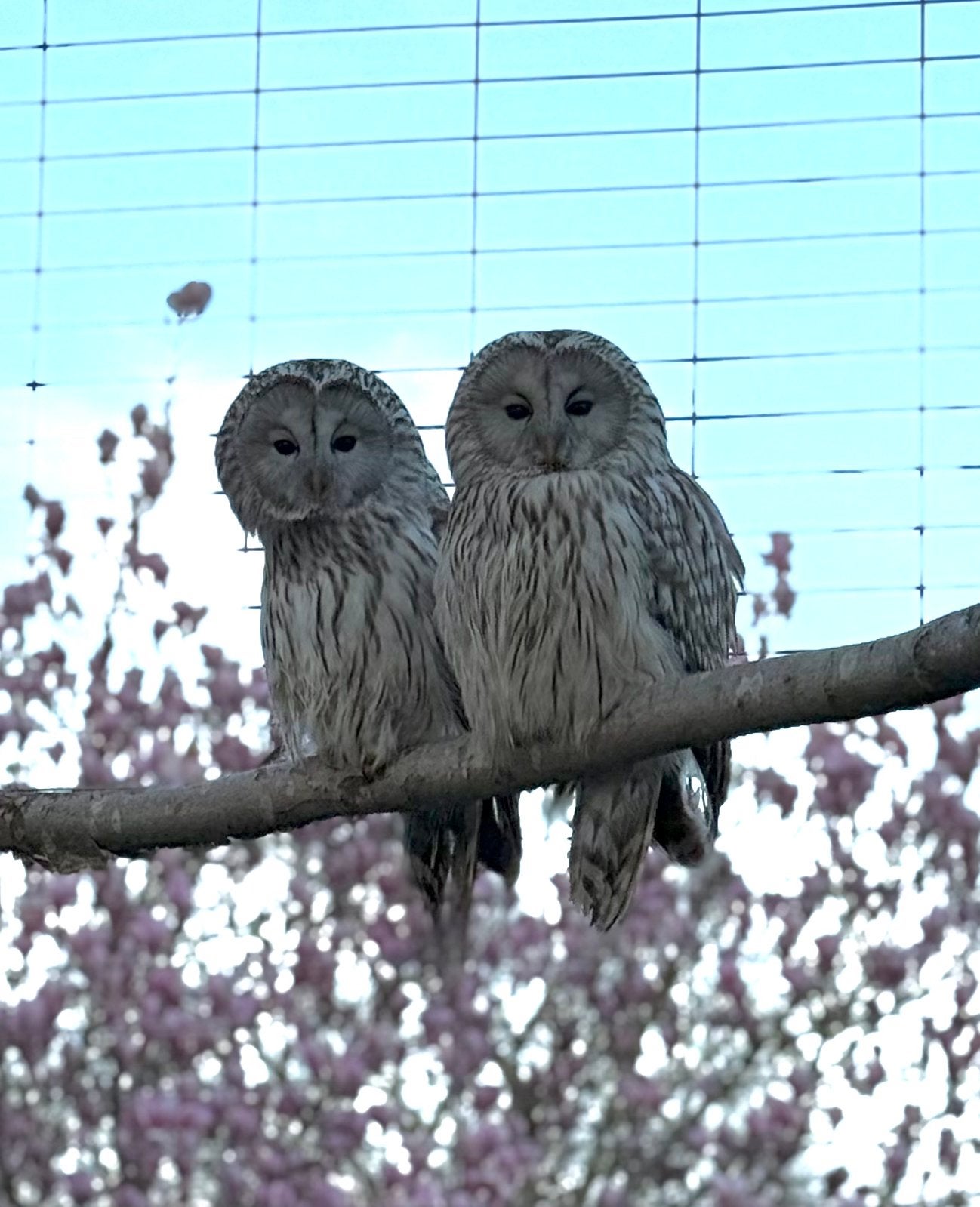 Koppel oeral uilen, Meerdere dieren, Roofvogel