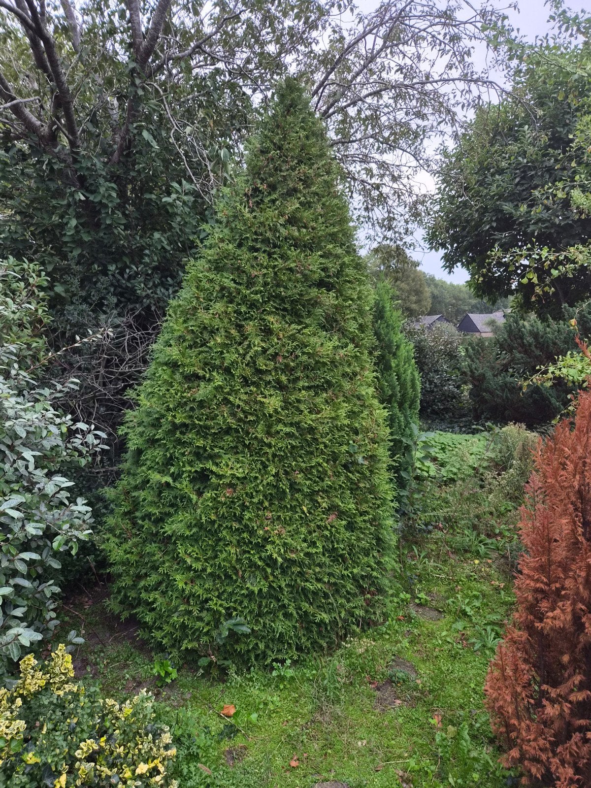 Grote Conifeer - Ideaal voor tuin of haag, Tuin en Terras, Ophalen, Conifeer, Struik, 250 cm of meer