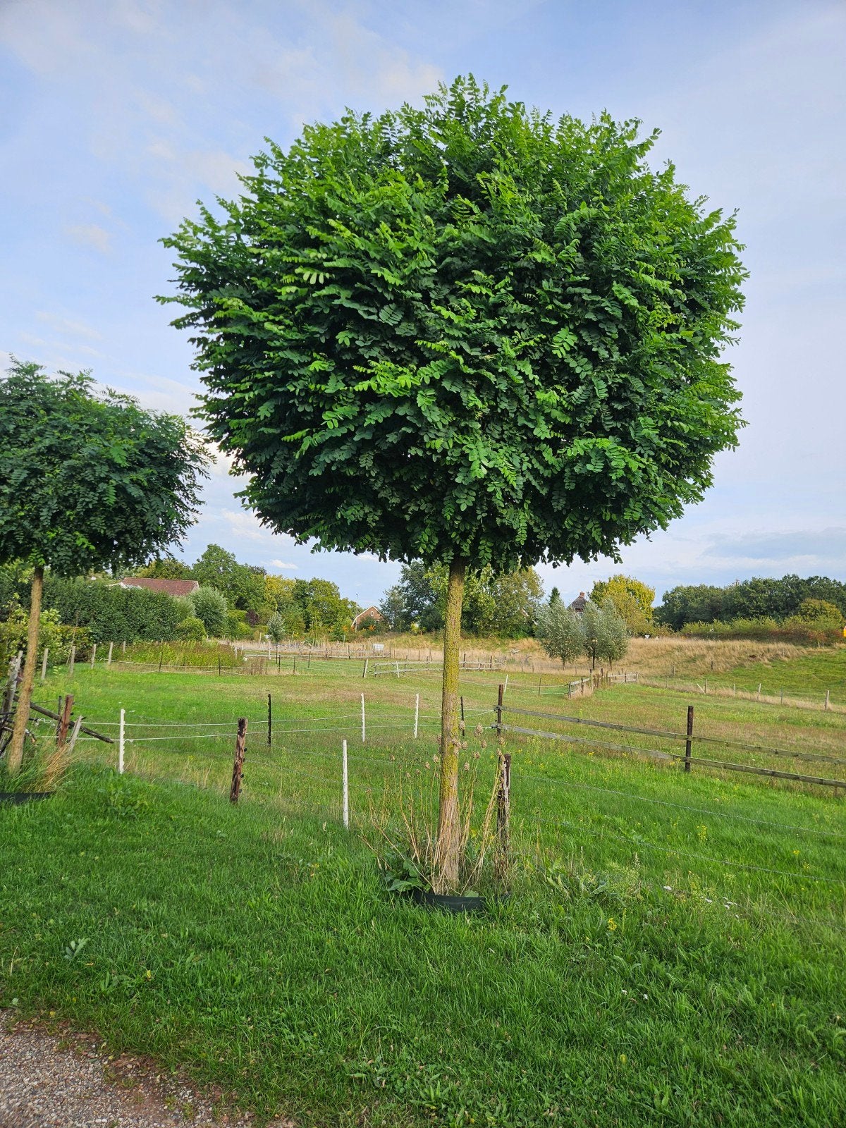 bol acacia 's, Ophalen, Overige soorten, Volle zon