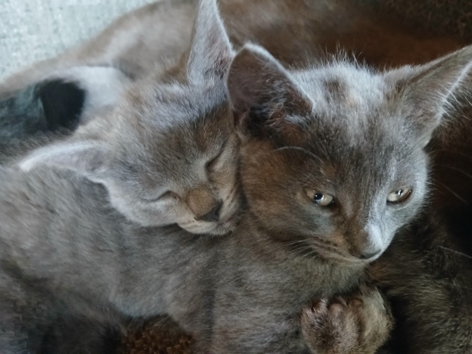Lieve grijze kittens te koop‍, Dieren en Toebehoren, Katten en Kittens | Dekkaters