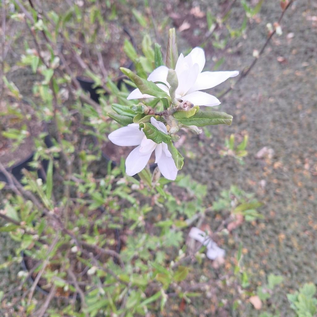 Magnolia Stellata - Ster Magnolia, Tuin en Terras, Vaste plant, Halfschaduw, Lente, Ophalen