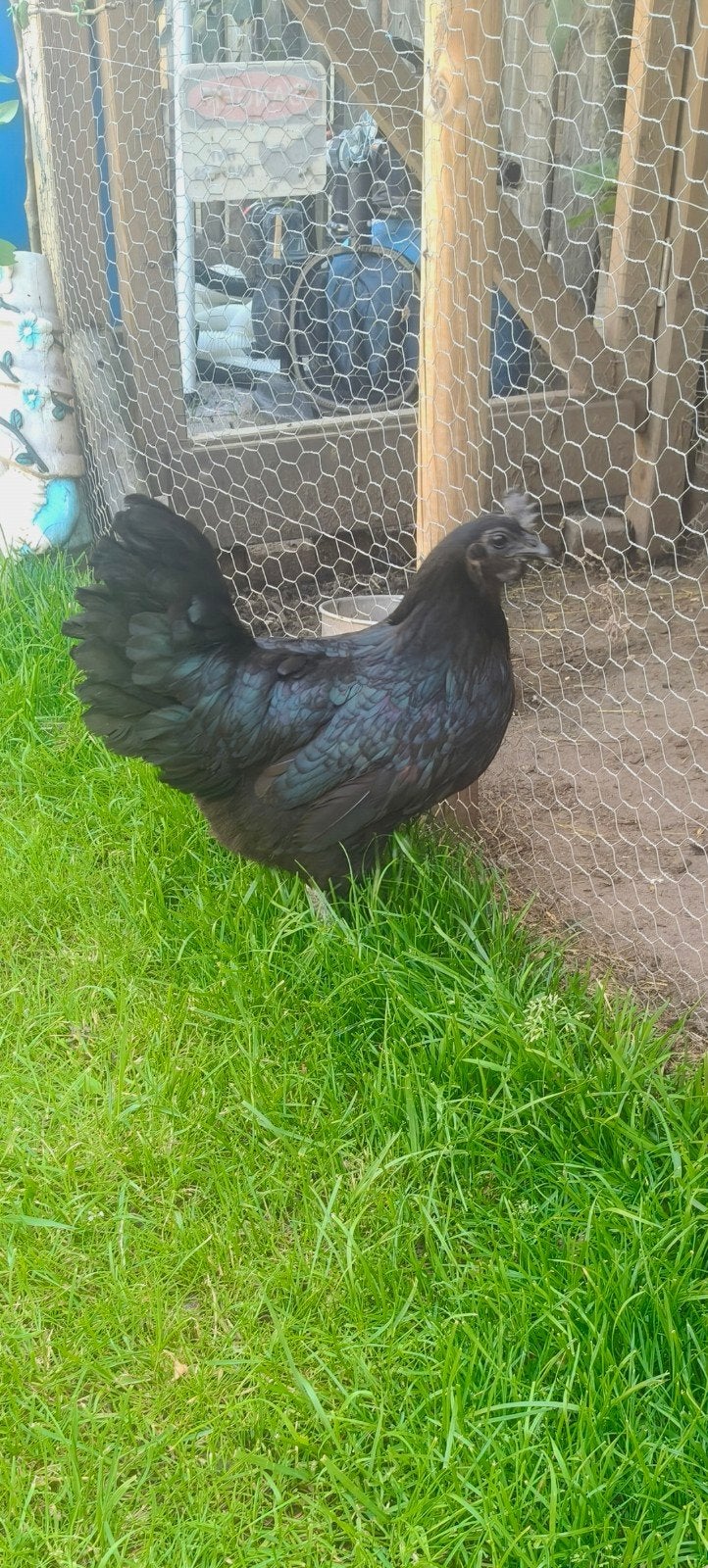 ayam cemani, Dieren en Toebehoren, Vrouwelijk, Kip