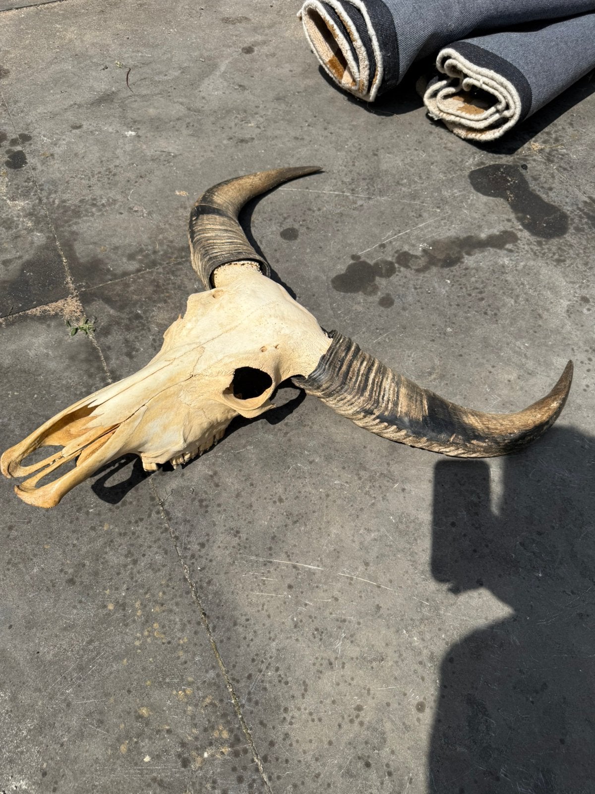 Skull bizon, Ophalen, Gebruikt, Wild dier, Schedel