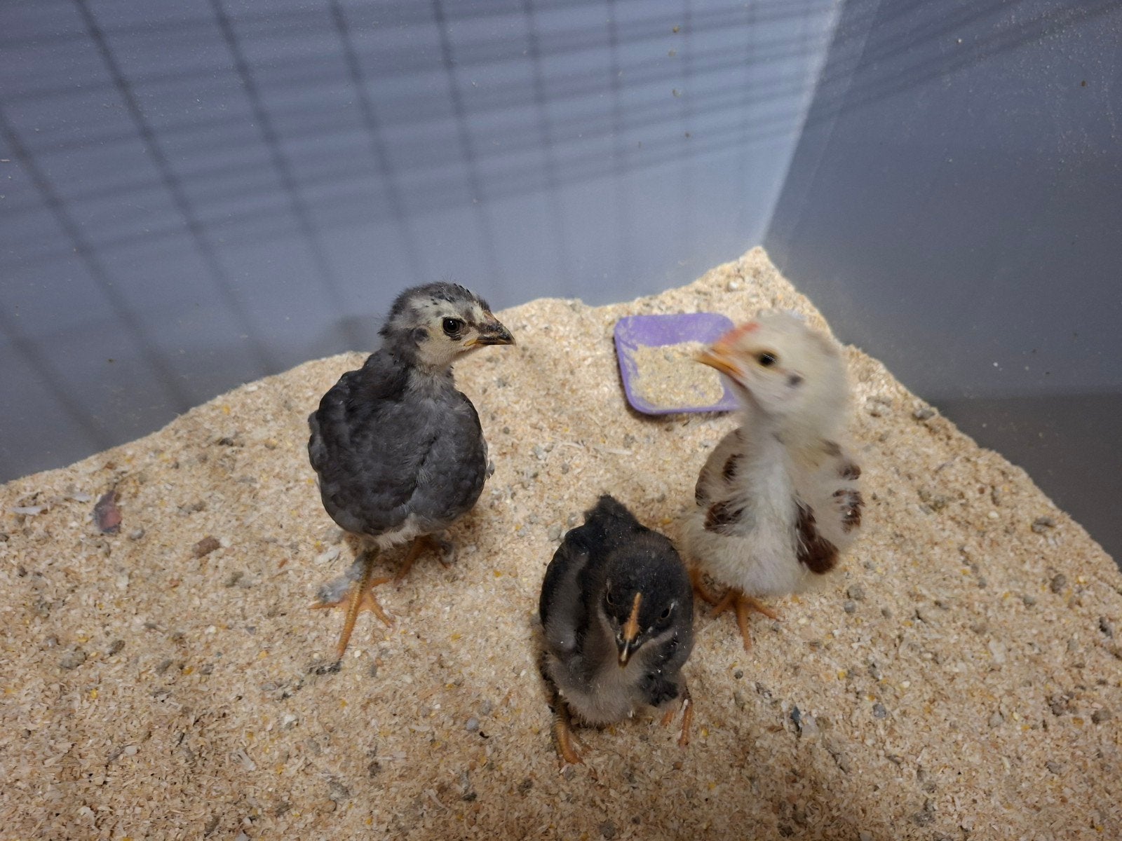 Mooie kuikens. GRATIS OPHALEN, Dieren en Toebehoren, Pluimvee, Geslacht onbekend, Kip