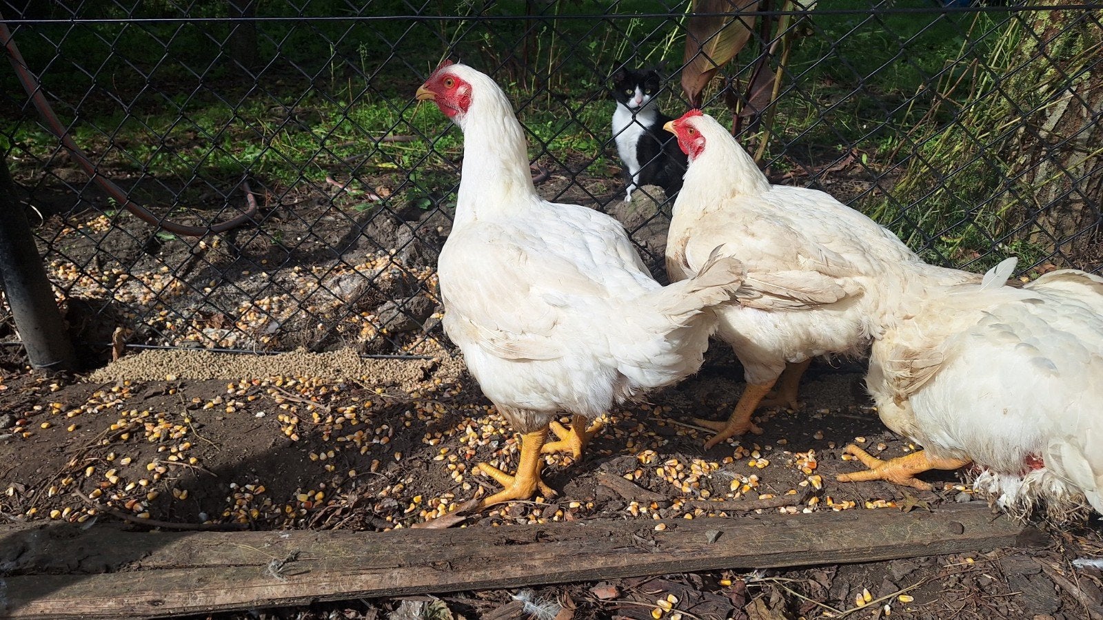 Vleeskippen, Dieren en Toebehoren, Meerdere dieren, Kip