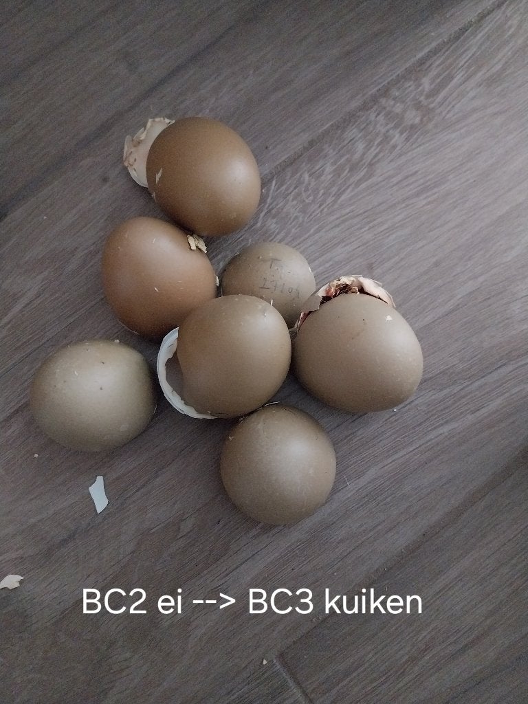 Olijflegger broedeieren, Dieren en Toebehoren, Geslacht onbekend, Kip