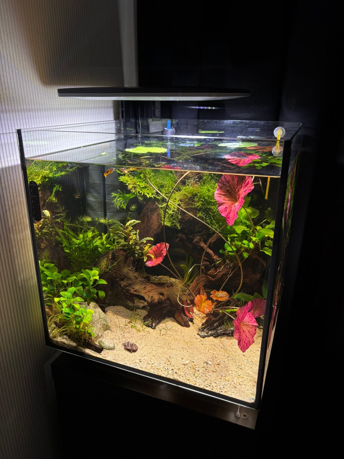 Superfish qubiq 60, Ophalen of Verzenden, Zo goed als nieuw