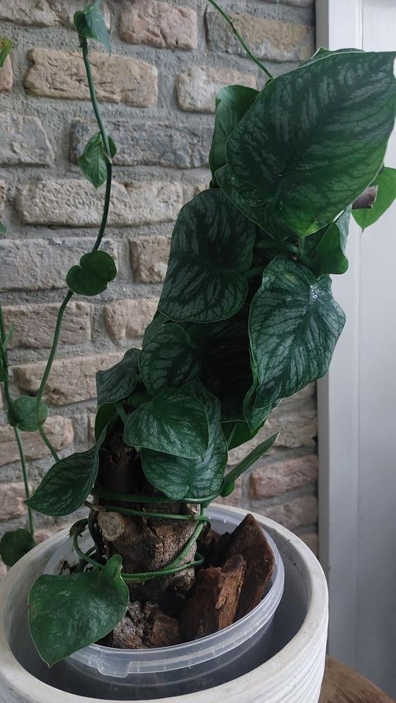 Monstera dubia, Ophalen of Verzenden, Halfschaduw, Minder dan 100 cm