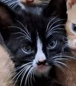Prachtige zonnige kittens, mannetjes en vrouwtjes, Dieren en Toebehoren, Kater, Kortharig, 0 tot 2 jaar