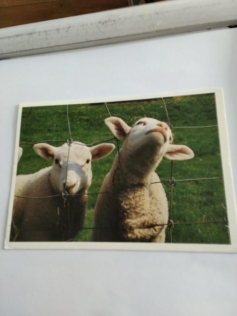 SCHAPEN. 1989, Ophalen of Verzenden, 1980 tot heden