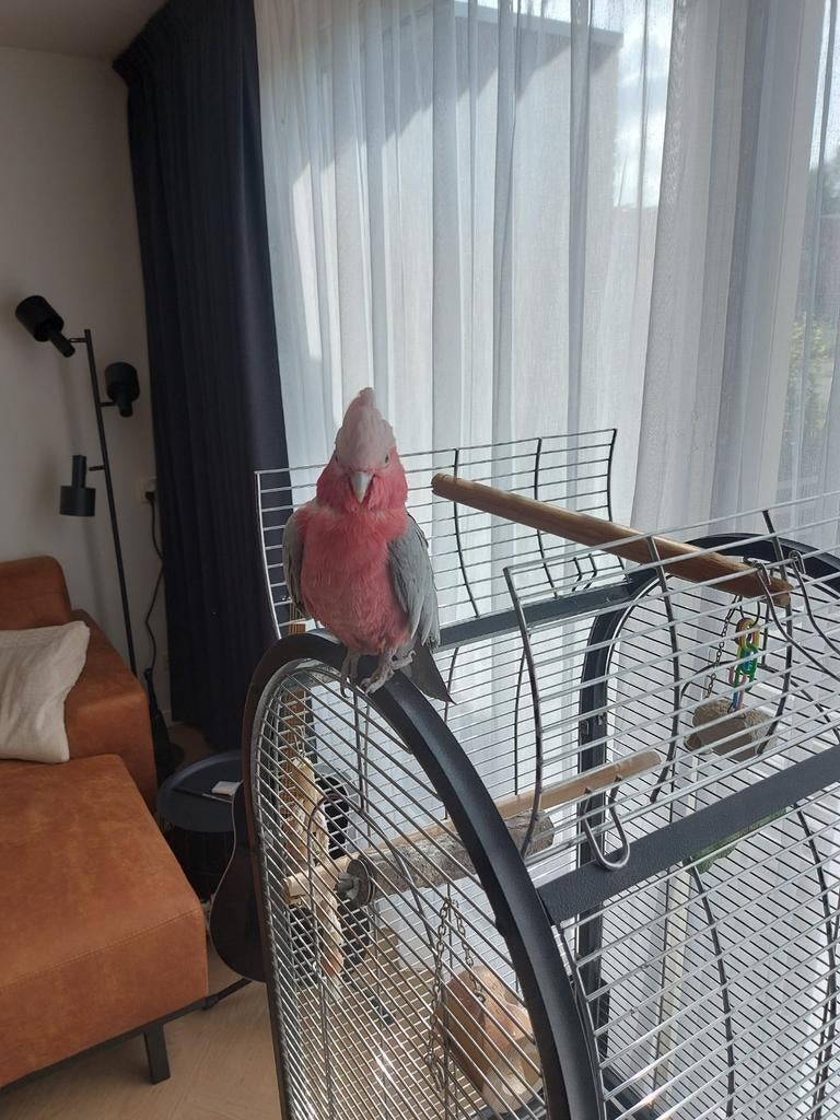 Rose kaketoe., Dieren en Toebehoren, Vogels | Parkieten en Papegaaien, Vrouwelijk, Papegaai, Geringd