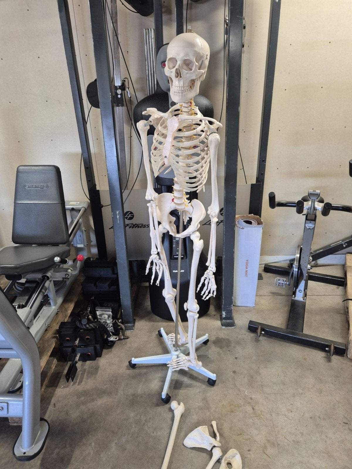Skeletmodel, Diversen, Ophalen, Zo goed als nieuw