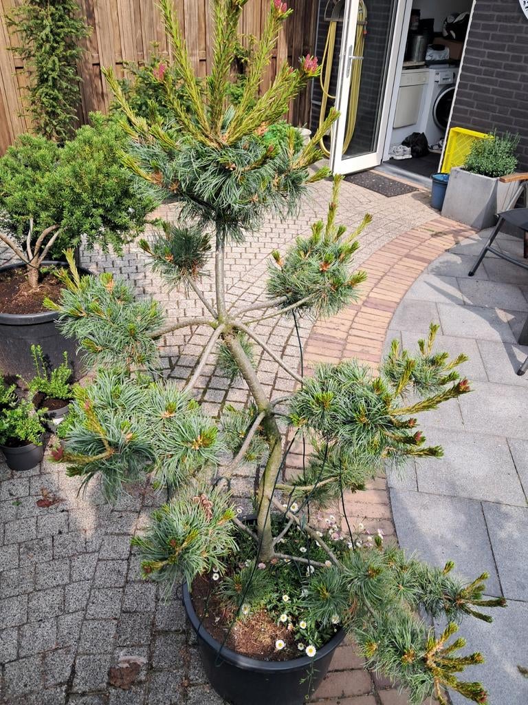 Pinus bonsai potgekweekt. 125 cm hoog., Tuin en Terras, Ophalen, Bloeit niet, Halfschaduw, Overige soorten