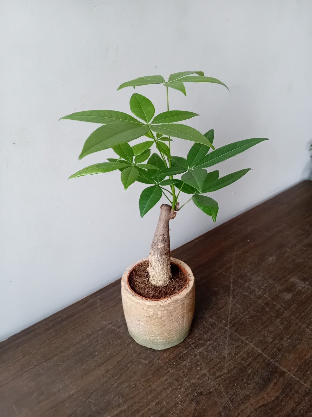 Kamerplant 30cm pachira bonsai, Huis en Inrichting, Kamerplanten, Ophalen, Overige soorten, Halfschaduw, In pot