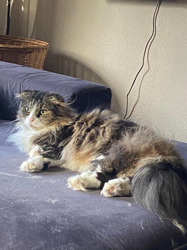 Kat met eigen willetje, Dieren en Toebehoren, Kater