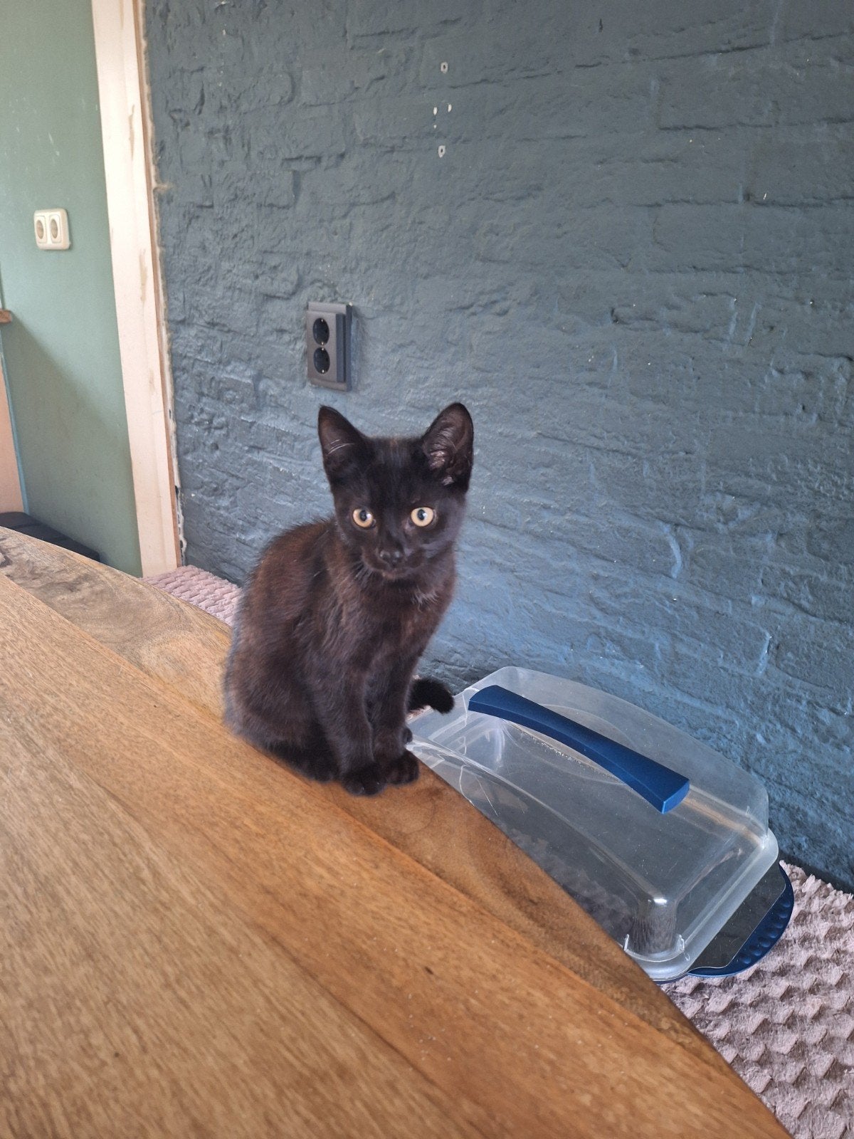 1 lieve kitten, Kater, Kortharig, 0 tot 2 jaar